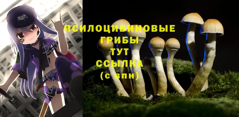 Псилоцибиновые грибы MAGIC MUSHROOMS  нарко площадка состав  Палласовка 